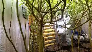 ULTRA FUSION 1GAL. IPM FOLIAGE SPRAYING MIXTURE IN 5X5X8 GORILLA BLOOM TENT SOUR D. ORGANIC MEDICINE