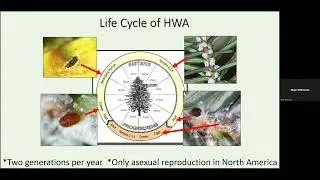 Management options for control of hemlock woolly adelgid.