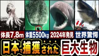日本の海で捕獲された巨大生物たちが最早クリーチャー…捕獲された巨大生物５選【ゆっくり解説】
