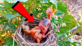 Cuckoo baby picked up the baby on his waist and threw them out of the nest.@birdsandbaby8259 