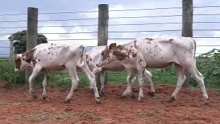 LOTE 65 - 2&ordf; Etapa Mega Liquida&ccedil;&atilde;o Agro Bento Augusto - 07 de Fevereiro de 2026 | 10:00 Horas
