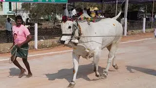 మేళ్లచెరువు  -4 పళ్ళ విభాగం-మొదటి బహుమతి విజేత -శివపార్వతి & కళ్యాణ్ మెమోరియల్ - 4750 అడుగులు
