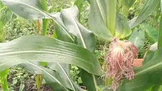 Maíz Enano Amarillo