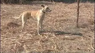 26 January 2025dog Puppy Heat video f...ootageVideo .dogClips ..#doglodog#viralyoutubdog