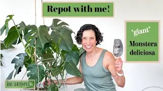 Repot with me! Giant Monstera deliciosa - Top tips for repotting a big houseplant