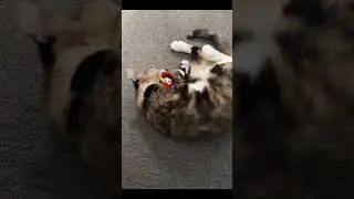 the cat Like a lion hunting its prey