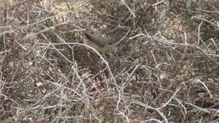 Fauvette passerinette (Curruca iberiae) Western Subalpine Warbler