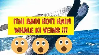 #Amazing Facts#Fascinating Facts#veinsofwhales#aboutourworld