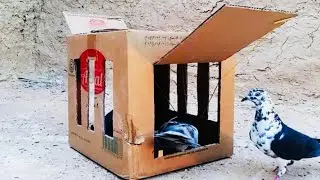 Amazing Creative And Unique Bird Trapping | Double Gate Pigeon Trap | New Unique ideas |