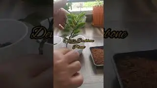 cuttings से आसानी से लगने वाले 5 पौधे | Propagate plants easily with cuttings in soil in monsoon