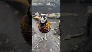 Fais&aacute;n Venerado                      #pheasant #faisan #nature #photography #birds
