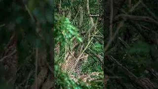 Leopard from Kabini