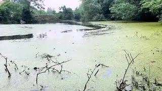 今天去看看十个花蓝跟五个虾笼，外加两个大鱼笼