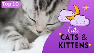 Cute Cats and Kittens | Top 10 Cute Cat Breeds in the World