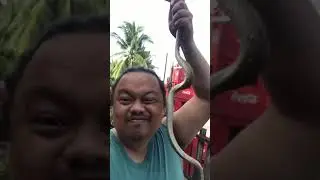 Scary Python snake in our garden handling it with a surprise attack