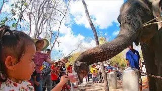 Visit Phnom Tamao Z00 2020(Part2) |  Phnom Tamao Wildlife Rescue Center