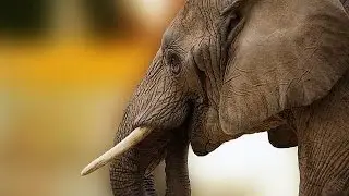 Kenyan dogs on the hunt for ivory smugglers