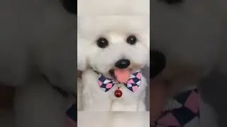 From wool to dog.