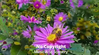 Soft Romantic Piano Music | Beautiful Piano Instrumental [Romantic Ambient Music No Copyright]