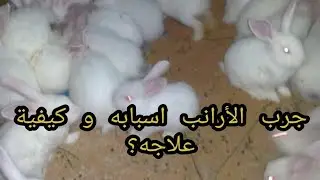 معلومات هامة حول جرب الارانب