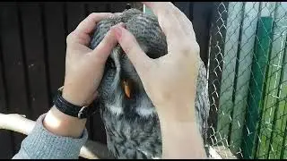 Great Grey/Gray Owl massage 🥰