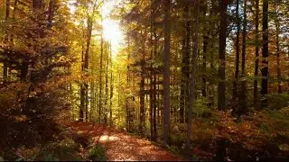 Green Business: Saving the Environment, Profitably