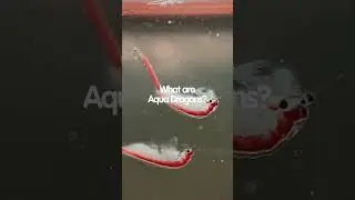 WHAT are Aqua Dragons?