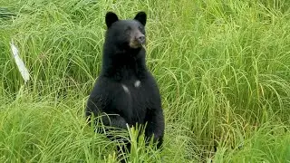 Take A Moment: Black Bear and Her Cubs Enjoying Life in Alaska