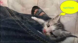 Pumha sleep