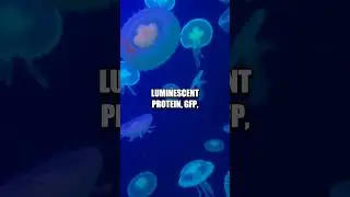 The 3D Evolution of Bioluminescent Aequorea Victoria