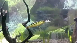 Jackall/Illex Squirrel 61 SP