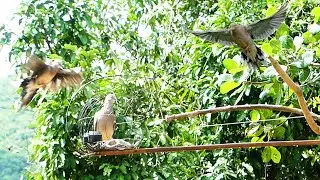 Best Dove Trap 2021 - The King Of Trap Catch dove Easy