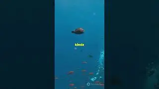 How Fish Breathe: Gills Explained! 😂 #fish #breathing #ocean #shorts