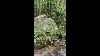 Mt Lewis Wilderness Area   #naturelovers #rainforestsecrets #paradise