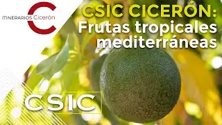 CSIC Cicer&oacute;n 2.2 Frutas tropicales mediterr&aacute;neas