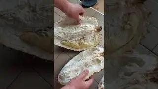 Montong palu 5kg