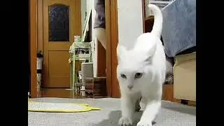 A good dog s cat#cat#The confusing behavior of cats#Everything Is Lovely Plan#Vlog Billion