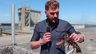 Koken met Koen ...... Oosterschelde Kreeft