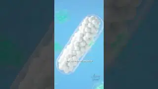 Искусство и наука производства пробиотиков