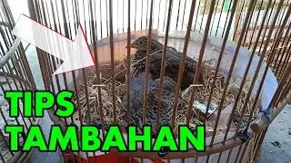 Tips Menjinakkan Burung Puyuh Liar (Part 2)