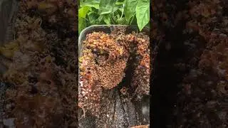 Australian native stingless bees. Tetragonula hockingsi. #australia #bee #stinglessbee #amazing #wow