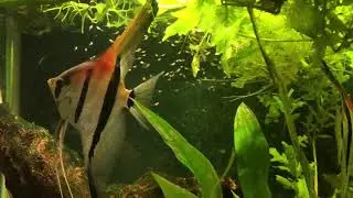 Update kweekruimte. Uitleg over kweken van Aquariumvissen.