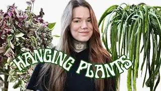 My Favourite Trailing Houseplants | Best Indoor Hanging Plants