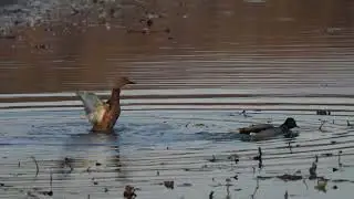 A pair of North American Mallard ducks mate and take a bath on a northern USA Beaver pond