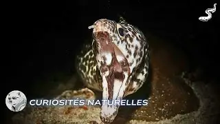 Curiosit&eacute;s Incroyables sur la mur&egrave;ne