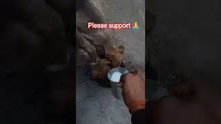 Please support 🙏 Bhai #song #help #dogshorts #dog #pappies