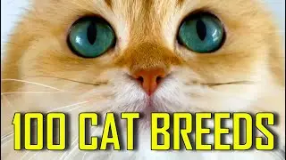 All 100 CAT BREEDS