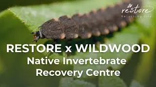 RESTORE AND WILDWOOD TRUST JOIN FORCES TO CREATE NATIVE INVERTEBRATE RECOVERY CENTRE