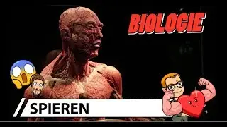 #37 Biologie: spieren