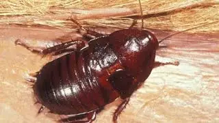 Amazing cockroach  and Cute Pets Compilation,cockroach sound,Pet animals #insects #animals #shorts